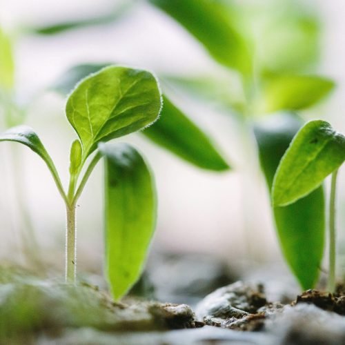 Plant Stem Cells: The Secret Ingredient Powering the Future of Cosmetics